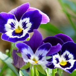 Pansy Mix Flowers Hybrid Seeds - 50 Seeds for a Colorful Garden Wonderland