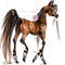 chestnut Arabian Horse ART commission custom original equine artist illustration pet portrait realistic drawing personalized painting equestrian gift artwork ha