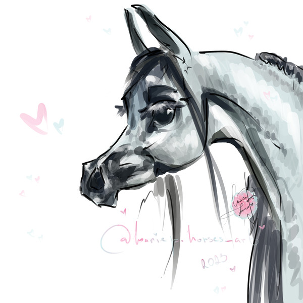 grey Arabian Horse ART commission custom original equine artist illustration pet portrait realistic drawing personalized painting equestrian gift artwork hand-d