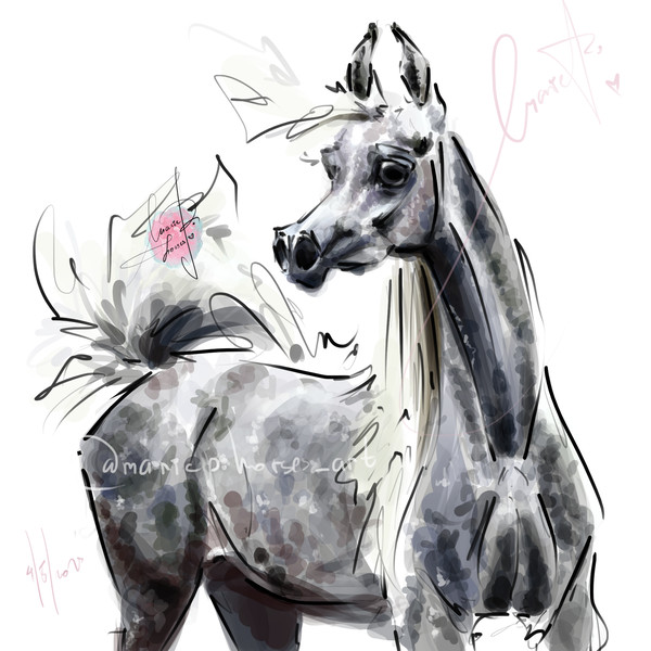 dapple gray Arabian Horse ART commission custom original equine artist illustration pet portrait realistic drawing personalized painting equestrian gift artwork