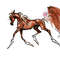 chestnut Arabian Horse ART commission custom original equine artist illustration pet portrait realistic drawing personalized painting equestrian gift artwork ha