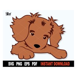 Dog SVG, Cavalier King charles Spaniel SVG File For Cricut, Pet Clipart Cut File, Cute Animal,  Sublimation Png-  Instan