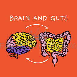 brain and guts diagram of interaction of human organs vector