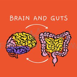 BRAIN AND GUTS Diagram Of Interaction Of Human Organs Vector