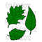 MR-219202316363-leaves-svg-cut-file-image-1.jpg
