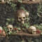 Skulls of the Fairy Folk.jpg