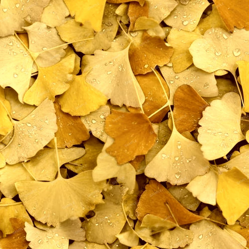 Wet Ginko Biloba Fall.jpg