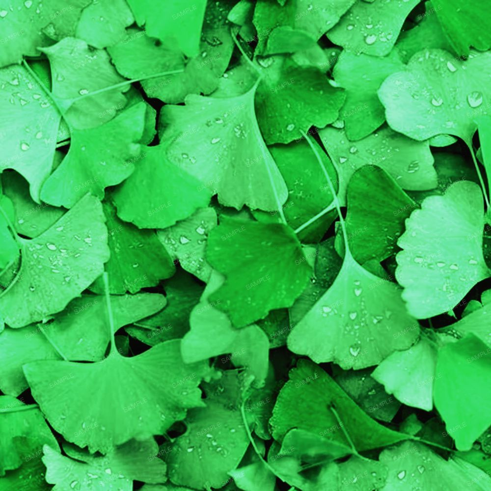 Wet Ginko Biloba Spring.jpg