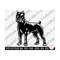 MR-259202320829-cane-corso-standing-svg-for-cricut-cane-corso-png-image-1.jpg