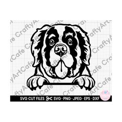 saint bernard silhouette svg png jpeg