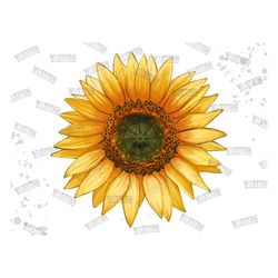 sunflower sublimation png, watercolor sunflower, hand drawing png, cute sunflower png, western sunflower png, sunflower