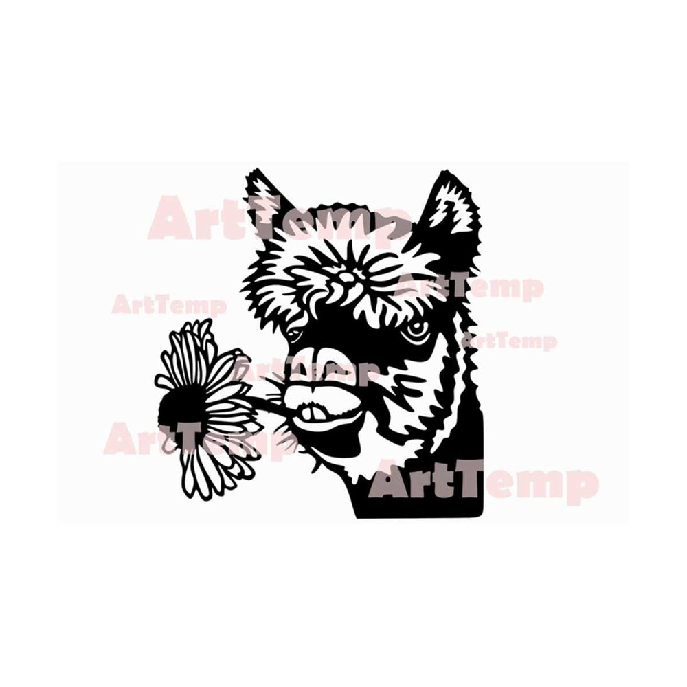 MR-2892023105717-alpaca-svg-t-shirt-files-llama-svg-cricut-cut-files-image-1.jpg