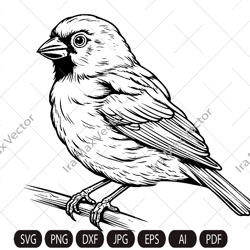 Canary SVG, Canary Bird Svg, Canary, Canary Png, Canary Clipart, Canary Files
