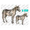 MR-2992023134210-appaloosa-horse-png-horse-png-horse-png-sublimation-design-image-1.jpg