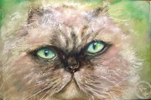 Fluffy white cat original soft pastel painting on cardboard