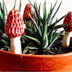 Set of 2. Large red morel mushrooms ceramic Planter Decoration Handmade garden