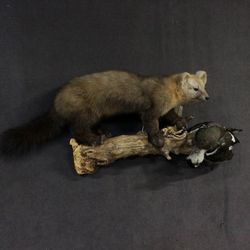 Russian sable - taxidermy life-size.