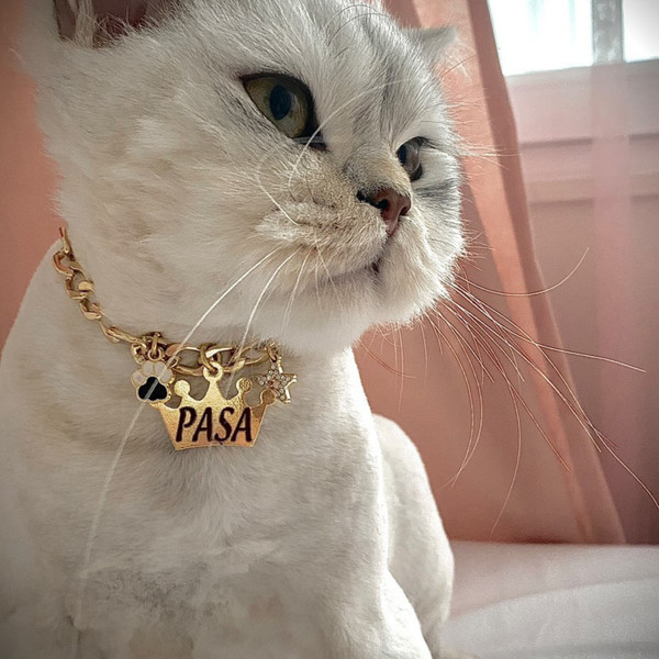 cat pet id tag with chain.png