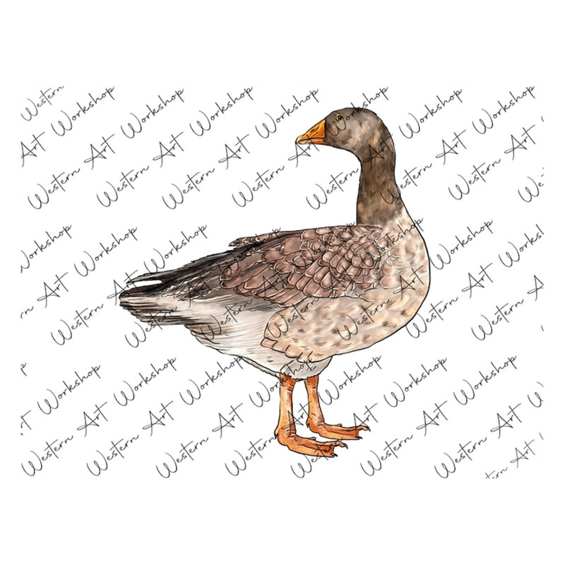MR-3102023141420-goose-sublimation-png-goose-png-sublimation-design-goose-image-1.jpg