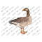 MR-310202316650-goose-sublimation-png-goose-png-sublimation-design-goose-image-1.jpg