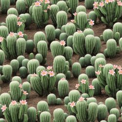 Cacti in Bloom Pattern Tileable Repeating Pattern