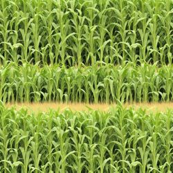 Corn Field 42 Pattern Tileable Repeating Pattern