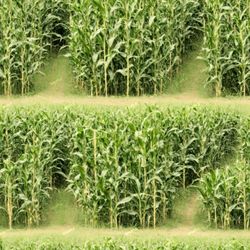 corn maze 43 pattern tileable repeating pattern