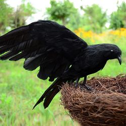 realistic halloween crow decorations