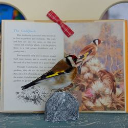 Natural taxidermy bird European Goldfinch \ Bird taxidermy