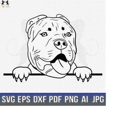 pitbull svg, american pit bull svg, pitbull clipart, pitbull vector, pitbull cricut, dog paw svg, pitbull cut file, dog