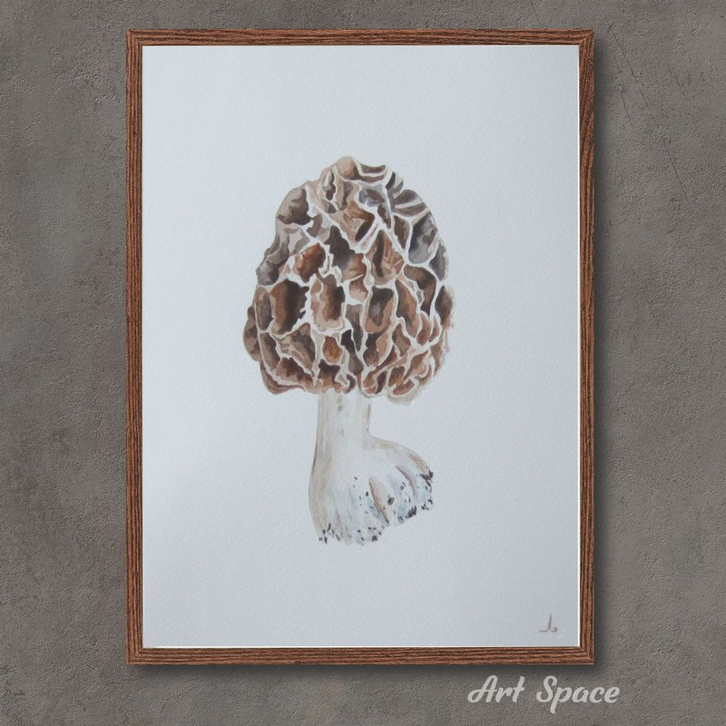 Morel-mushroom-botanical illustration-plant-picture brown-botany-watercolor painting-2.jpg