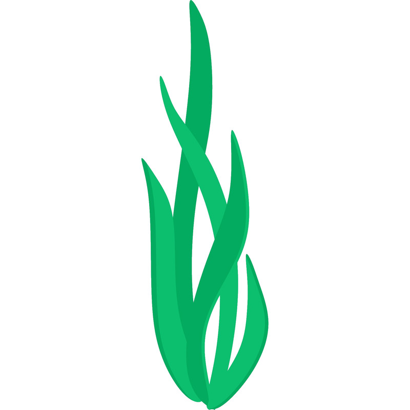 Seaweed 3.png