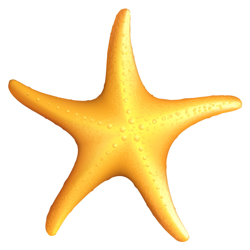 Starfish (2).png