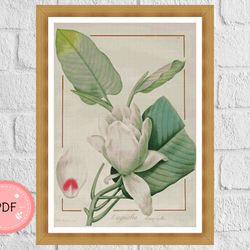 Cross Stitch Pattern, Magnolia By Pierre Joseph Redoute, Pdf, Instant Download,White Flower,Full Coverage