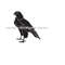 MR-6102023111017-hawk-svg-bird-svg-hawk-clipart-hawk-files-for-cricut-hawk-image-1.jpg
