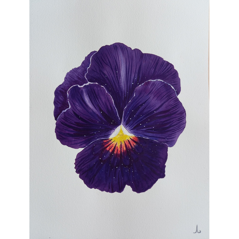 flowers - plants - red anemone flower, narcissus flower, viola flower - set of paintings - blue painting - watercolor painting - 1.jpg