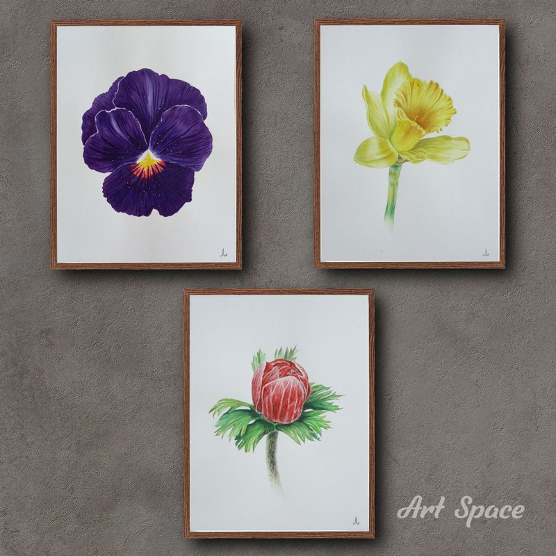 flowers - plants - red anemone flower, narcissus flower, viola flower - set of paintings - blue painting - watercolor painting - 5.jpg