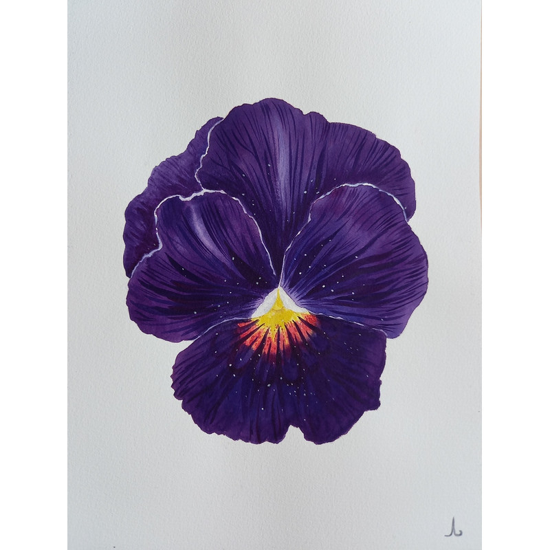 flowers - plants - red anemone flower, narcissus flower, viola flower - set of paintings - blue painting - watercolor painting - 1.jpg