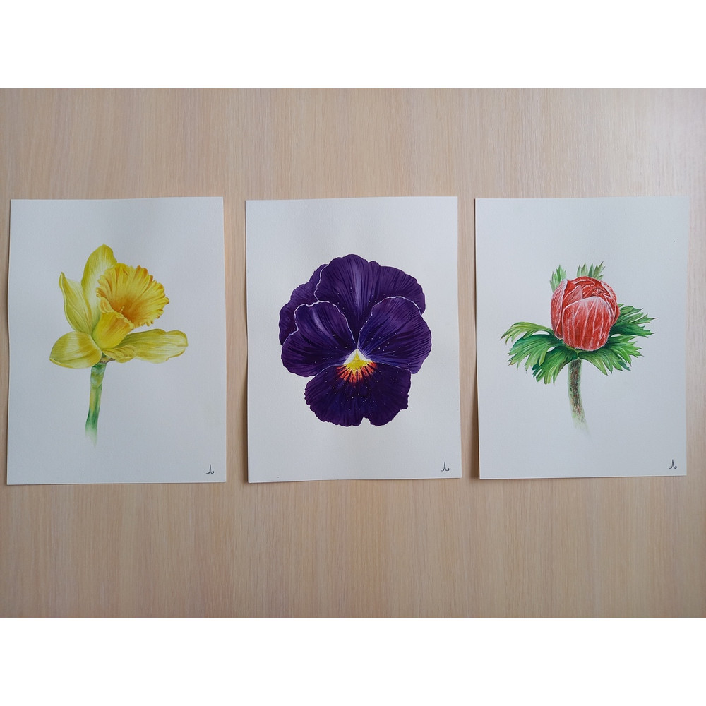 flowers - plants - red anemone flower, narcissus flower, viola flower - set of paintings - blue painting - watercolor painting - 4.jpg