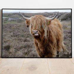 highland cow, wall decor, buffalo print, bull print, canvas, wall decor, canvas, cow canvas, highland cow print, animal