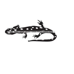 gecko svg, salamander svg, lizard svg, salamander clipart, salamander files for cricut, cut files for silhouette, png, d