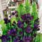 violet flowers 6.jpg