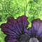 violet flowers 3.jpg