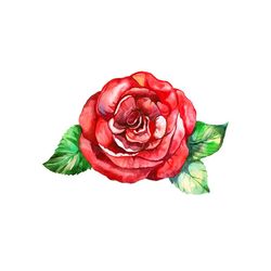 watercolor red rose svg, flower svg, red rose svg, rose svg, birthday gift svg, gift for girl svg, flower lovers svg, fl