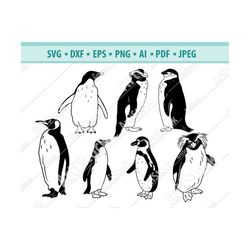 Penguin SVG, Penguin Clipart, Penguin Files for Cricut, Humboldt Penguin SVG, Penguin Cut Files For Silhouette, King pen