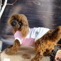 realistic toy poodle pet portrait