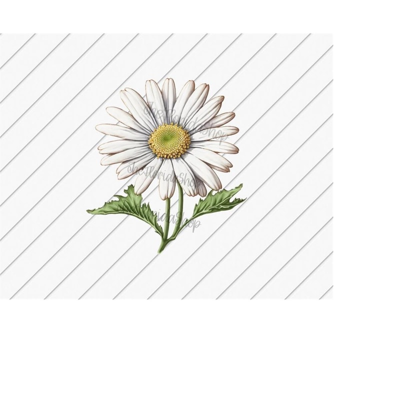 MR-1110202323441-daisy-png-sublimation-design-daisy-png-watercolor-flower-image-1.jpg