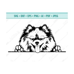 peeking spitz svg, paws dog svg, pet logo, purebred svg, fluffy dog svg, peeking dogs svg, pomeranian spitz clipart, cri