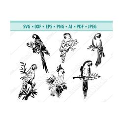 parrot svg, parrot clipart, parrot files for cricut, parrot cut files for silhouette, parrot dxf, pets svg, wild bird pn