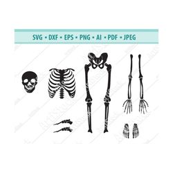 skeleton parts svg, halloween skeleton svg, skeleton svg, skull svg, skeleton silhouette, human bones svg, bones svg, sv